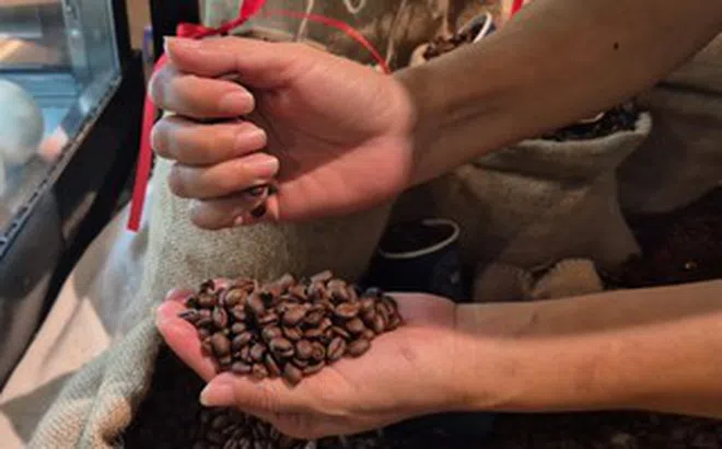 Giá cà phê hôm nay 15-3: Chốt tuần giảm, Robusta thay thế Arabica càng nhiều