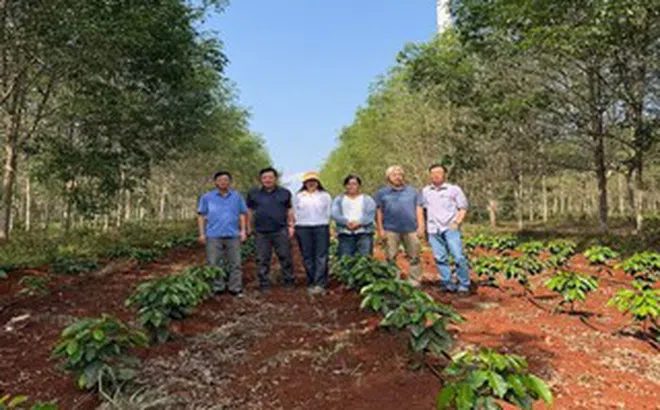 Giá cà phê hôm nay 17-3: Robusta hồi phục nhẹ, Arabica bật tăng mạnh