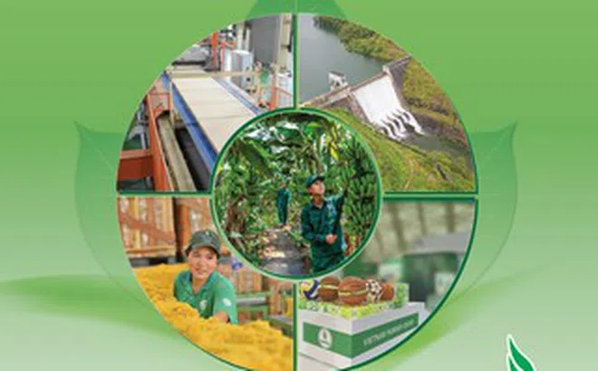 Hiệu quả từ tinh gọn bộ máy, mở rộng dư địa phát triển mới của VRG