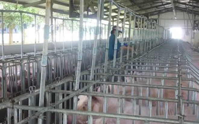 Giá heo hơi hôm nay, 19-3: Đột ngột tăng mạnh ở nhiều vùng miền