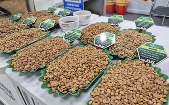 Giá cà phê hôm nay 26-3: Xuất hiện loại cà phê hơn 8 triệu đồng/kg