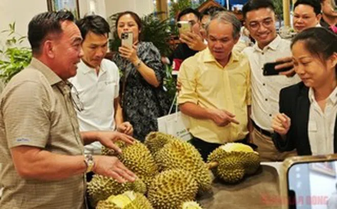 Công ty của bầu Đức tính trồng thêm 700 ha sầu riêng