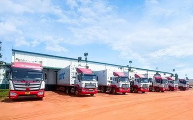 THILOGI tối ưu giải pháp chuỗi lạnh cho trái cây tươi xuất khẩu