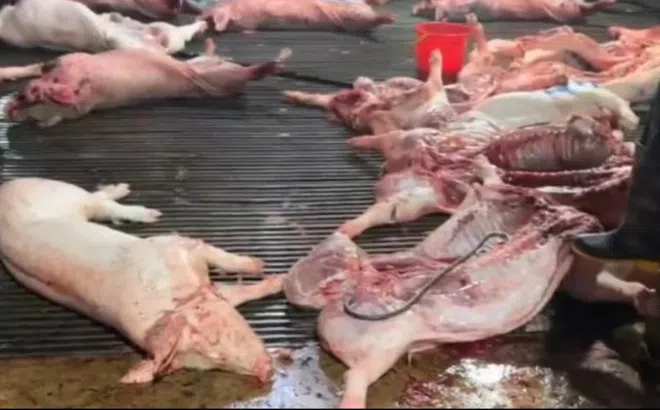 Công ty Cổ phần Dịch vụ Suất ăn Công nghiệp Hà Nội lên tiếng về việc có ký hợp đồng với Cường Phát