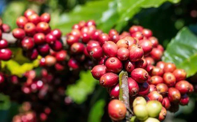 Giá cà phê hôm nay 3-4: Giảm đồng loạt, mốc 90.000 đồng/kg lung lay