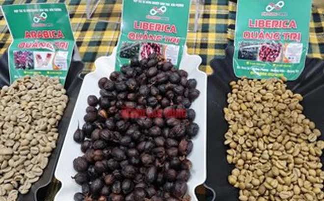 Giá cà phê hôm nay 12-4: Robusta thủng đáy, tương lai thế nào?