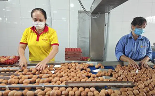 Từ vụ trứng Ba Huân nợ bảo hiểm xã hội kéo dài: Thấy gì từ những "thương hiệu quốc dân"?