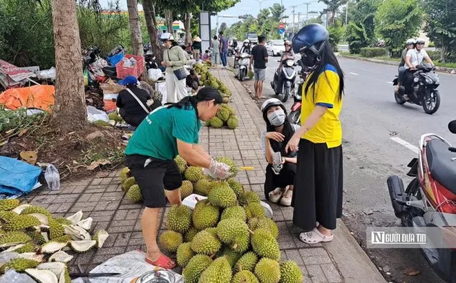 Sầu riêng tại vườn rớt giá, vì sao người tiêu dùng vẫn mua đắt?