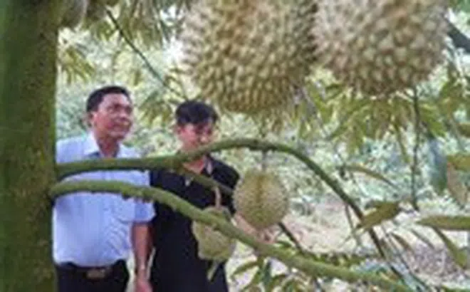 Năm 2026 Đồng Tháp sẽ thí điểm áp dụng hệ thống truy xuất nguồn gốc nông sản