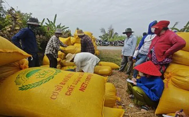 Nông dân không có tài khoản ngân hàng, doanh nghiệp phải “đẻ” thêm công ty trung gian
