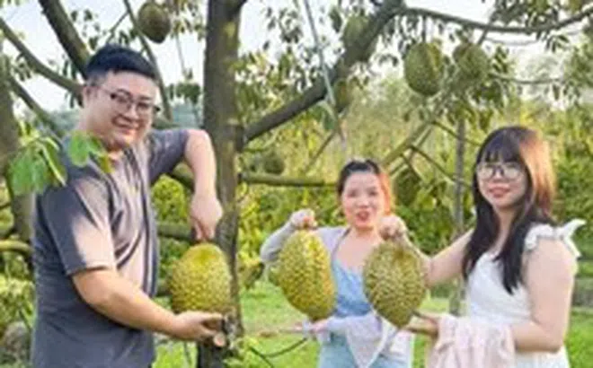 Sầu riêng ở đất đảo Phú Quốc giá cao, hút hàng