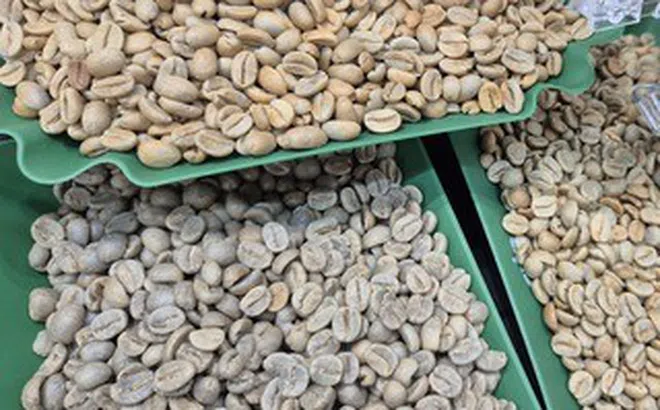 Giá cà phê hôm nay 14-5: Robusta tăng mạnh