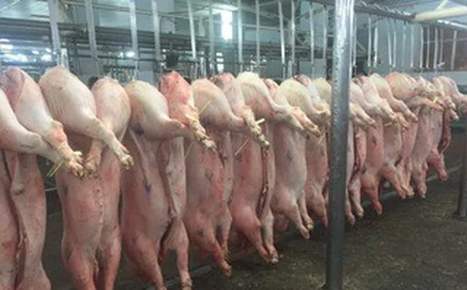 Giá heo hơi hôm nay, 17-5: Chợ đầu mối giảm đáng kể