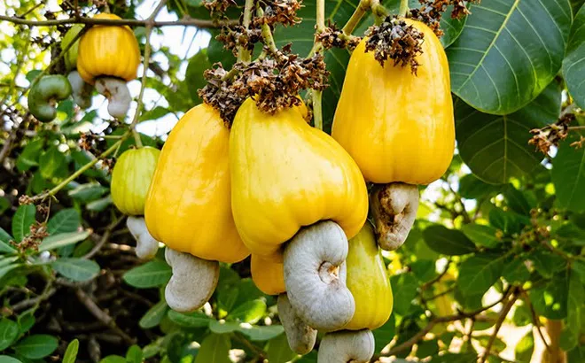 Khơi nguồn giá trị, nâng tầm hạt điều Việt