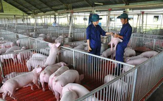 Giá heo hơi hôm nay, 21-5: Có biến động ở hai đầu vùng miền