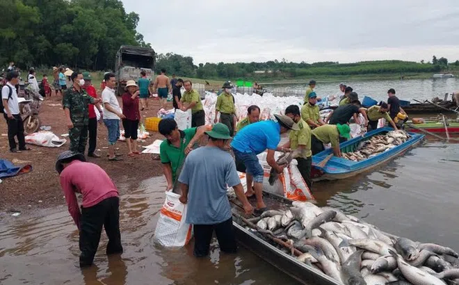 Hơn 200 tấn cá chết trắng hồ Trị An sau mưa lớn, người dân chung tay thu mua “giải cứu”