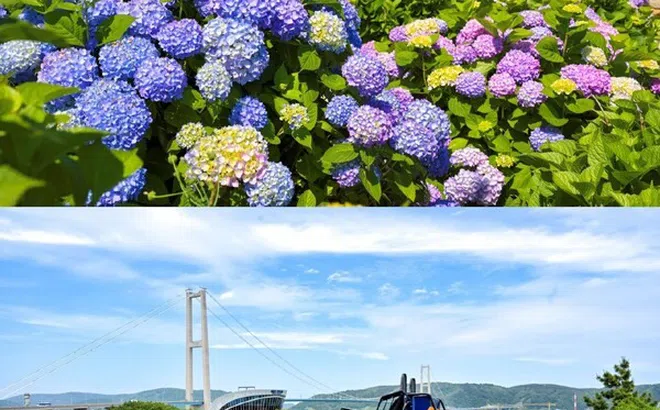 Băng qua biển hoa 900.000 bông cẩm tú cầu: Lễ hội hoa cẩm tú cầu Jangsaengpo lần thứ 5 tại Namgu, Ulsan ra mắt Whale Kart mới