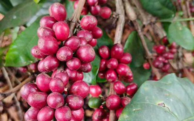 Giá cà phê hôm nay, 9-6: Robusta hồi phục, Arabica chưa tìm thấy đáy