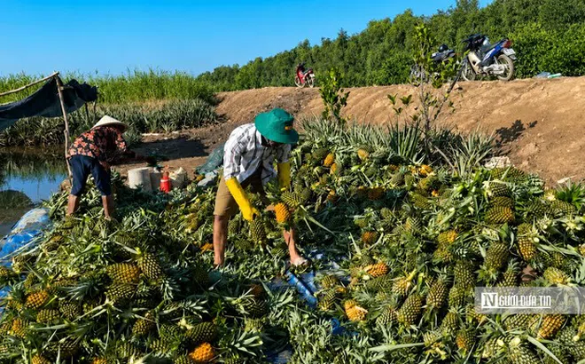 Đồng Tháp: Khóm mất giá, người trồng thấp thỏm