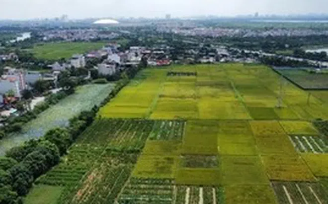 Quy định mới về xây dựng công trình trên đất lúa: Xây 1 tầng, không hầm