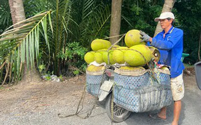 Trái cây lại rơi vào cảnh được mùa mất giá