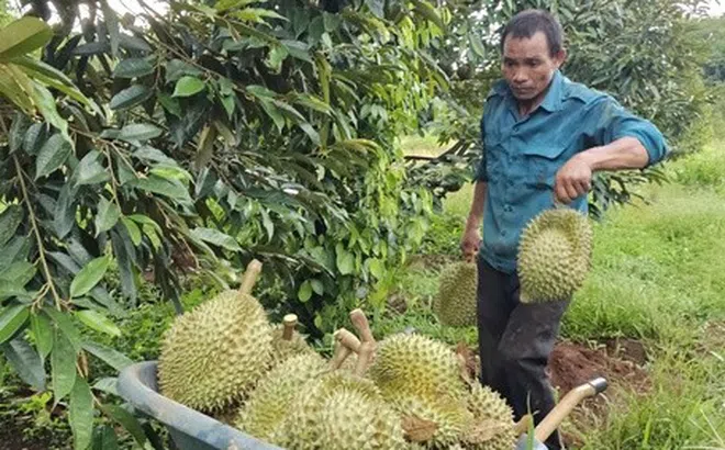 Giá sầu riêng giảm nhanh