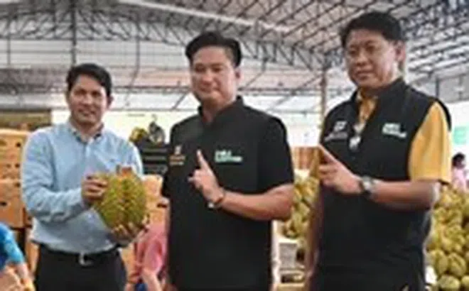 Sầu riêng Thái Lan lập kỷ lục xuất khẩu sang Trung Quốc, nhờ đâu?