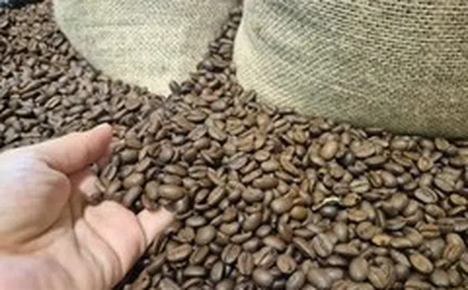 Đại ngàn không lớn lên từ một gốc cây, Robusta cũng vậy
