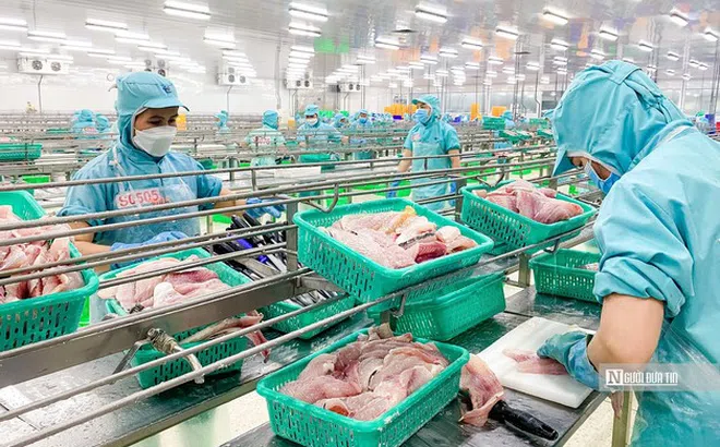 Xuất khẩu cá tra sang Anh tăng 23%, nhu cầu thực phẩm tiện lợi mở thêm dư địa